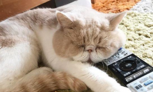 猫咪吃喝拉撒都正常就是嗜睡没精神