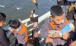 父母帮男孩抓海鸥强行塞进塑料罐，处理结果来了