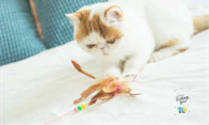 猫最喜欢的玩具是什么