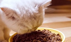 波奇猫粮是真的吗