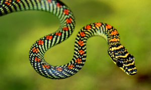 天堂金花蛇是保护动物吗