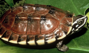 食螺龟寿命多少年