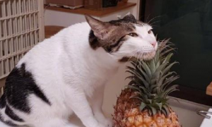猫可以吃菠萝吗