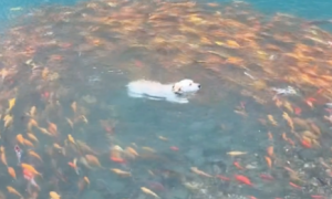 狗狗跳进有锦鲤的湖里，一群锦鲤全都围着它转圈