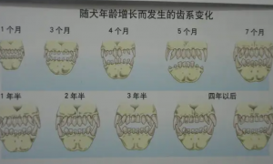 幼犬年龄牙齿对照表