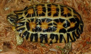 扁尾陆龟腐皮怎么治