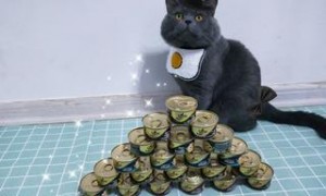 猫罐头怎么存放
