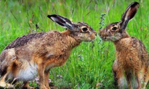 科西嘉岛野兔多久可以生兔子