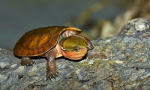 鹰嘴龟能活多少年