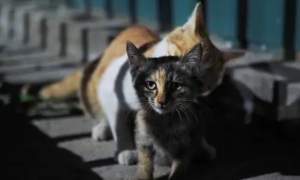 流浪猫藏家里8年，救助者只见过一眼，再见时已成功逆袭！