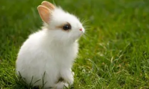 兔子会中暑吗怕热吗