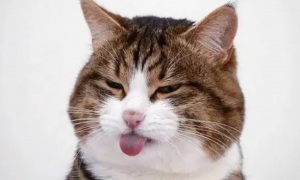 猫为什么吐舌头一小截舌头出来呢