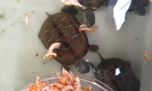 乌龟可以吃虾皮吗