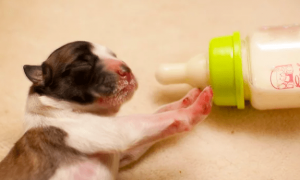 宠物可以喝婴儿奶粉吗