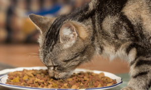 猫咪一直吃一个牌子猫粮好吗