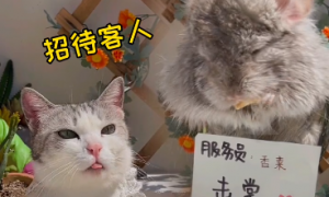 中华厨猫的猫本人照片
