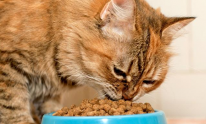 猫咪能吃什么零食