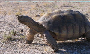 沙漠地鼠龟生病怎么处理