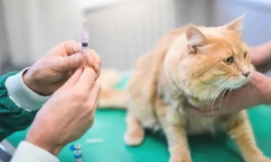 小猫打完第一针疫苗会出现什么症状和反应