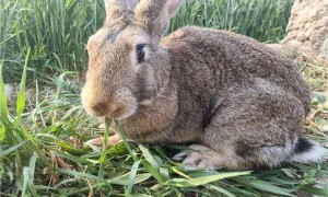 厚尾岩兔多久可以生兔子