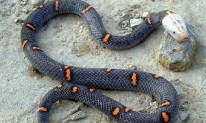 喜玛拉雅白头蛇能养出感情吗