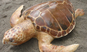 大西洋蠵龟能活多少年