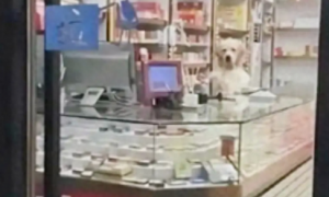 网友把狗狗留在店里，回来看它正趴在柜台上