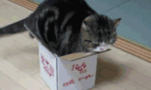 猫咪很爱钻纸箱，但是自己有点肥，怎么都钻不进去