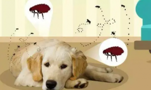狗狗体外驱虫能杀死体内寄生虫