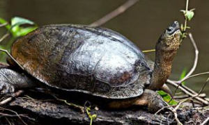 中美洲河龟值钱吗