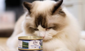 布偶猫可以吃猫罐头吗