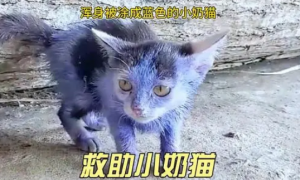 流浪猫全身被强制涂满颜料，畏畏缩缩的样子，让人看得心疼不已