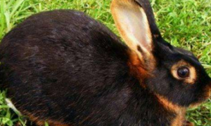 美国黄褐色家兔几个月能繁殖
