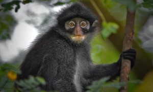 印尼叶猴多少钱一只