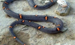 喜玛拉雅白头蛇外形特征