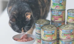 猫能不能吃猫罐头