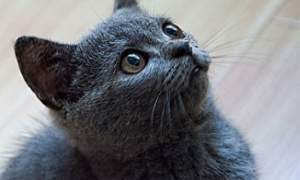 猫的眼睛外侧黑色结痂怎么回事
