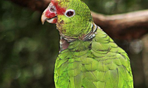 橙翅亚马逊鹦鹉怎么分辨雌雄