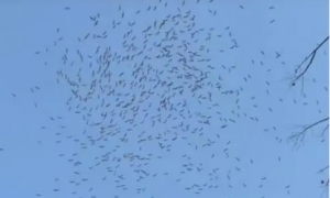 合肥网友拍摄到大量飞鸟聚集盘旋场景，引发热议