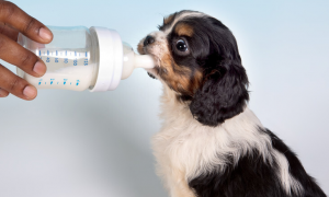 宠物狗可以喝奶粉吗