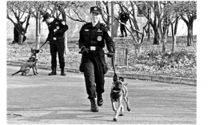 年纪小“功夫”高 北京市公安局首批警用克隆犬正式入警
