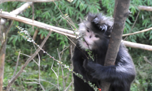 缅甸金丝猴是保护动物吗