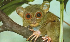 侏儒眼镜猴是国家一级保护动物吗
