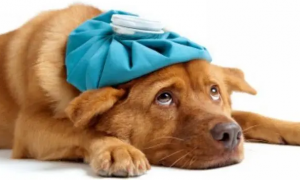 犬瘟抽搐症状有哪些