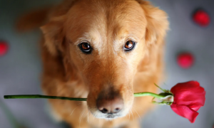 狗狗焦虫病的症状和治疗方法
