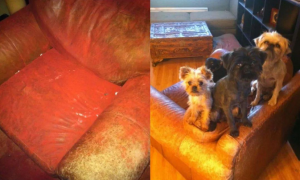 主人回家之后发现狗狗打翻了颜料罐，弄得屋里家具地板都被染了色