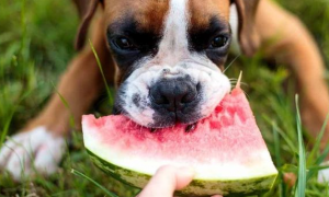 胰腺炎狗狗能吃西瓜吗