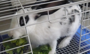 荷兰兔能长多少斤