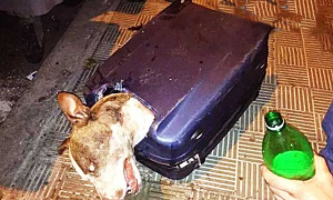 狗狗被强行封进行李箱，撬开时瞬间瞪大双眼！