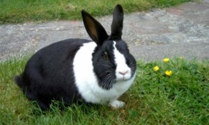 荷兰兔可以养几年